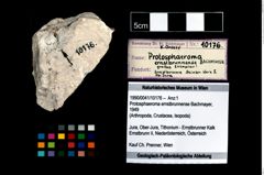 Foto (Objekt + Etikett) von Protosphaeroma ernstbrunnense (Bachmayer, 1949)  (NHMW-GEO-1990-0041-10176)
